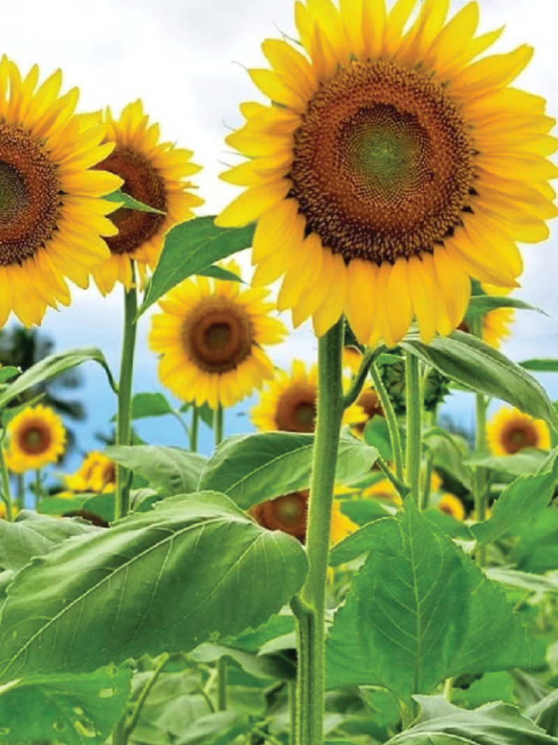 GIANT SUNFLOWER SEEDLING <br>شتلات دوار الشمس العملاق