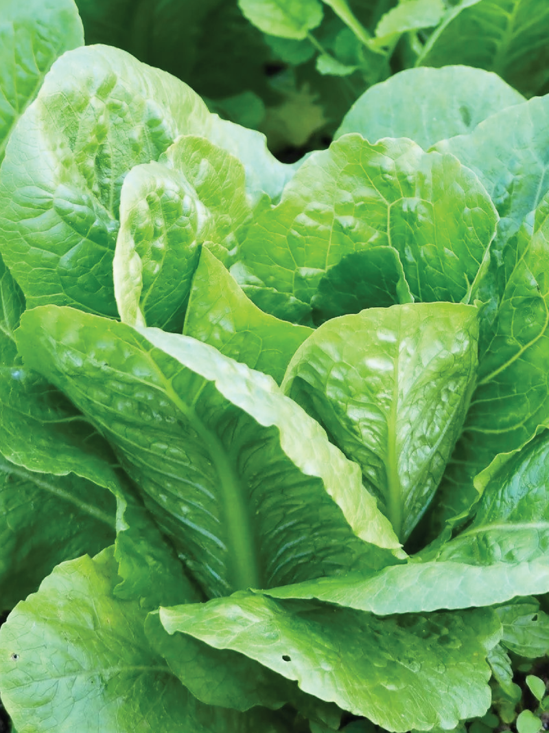 ORGANIC LABANESE LETTUCE SEEDLING<br> شتلات الخس اللبناني العضوية