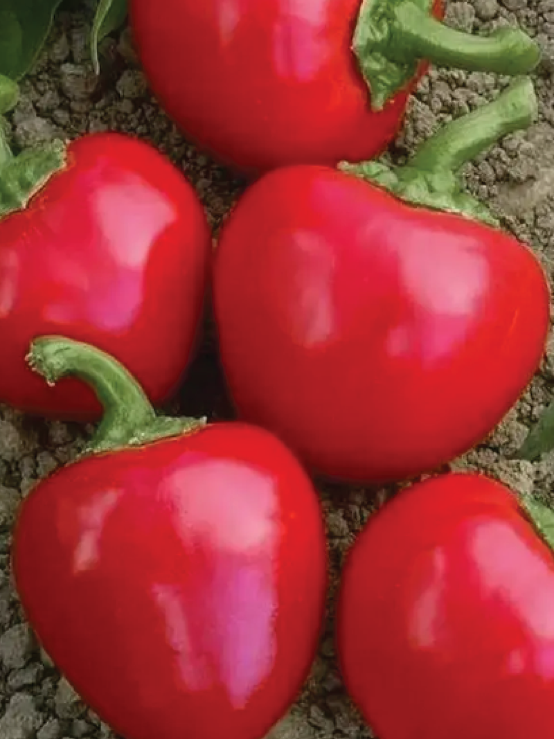 ORGANIC RED LARGE CHERRY PEPPER SEEDLING <br>شتلات فلفل كرز أحمر كبير العضوية