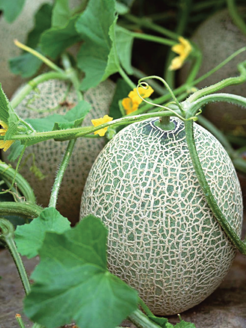 ORGANIC HAMI SWEET MELON SEEDLING <br> شتلات شمام الهامي العضوية