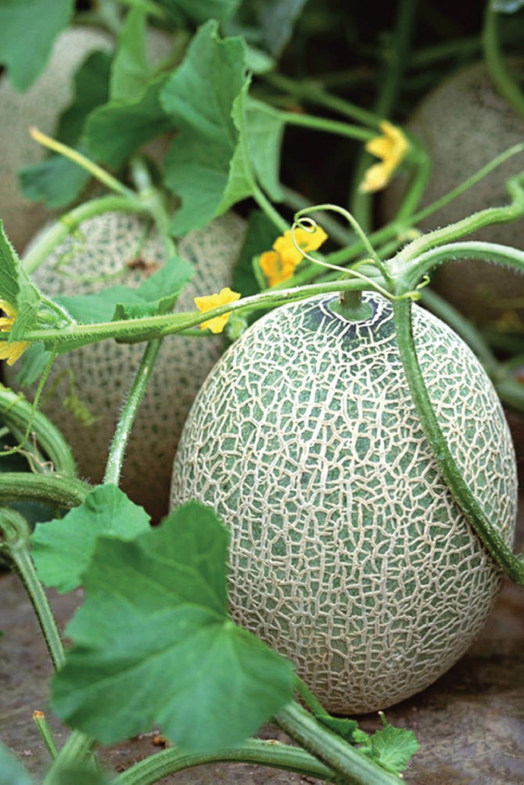 ORGANIC HAMI SWEET MELON SEEDLING <br> شتلات شمام الهامي العضوية