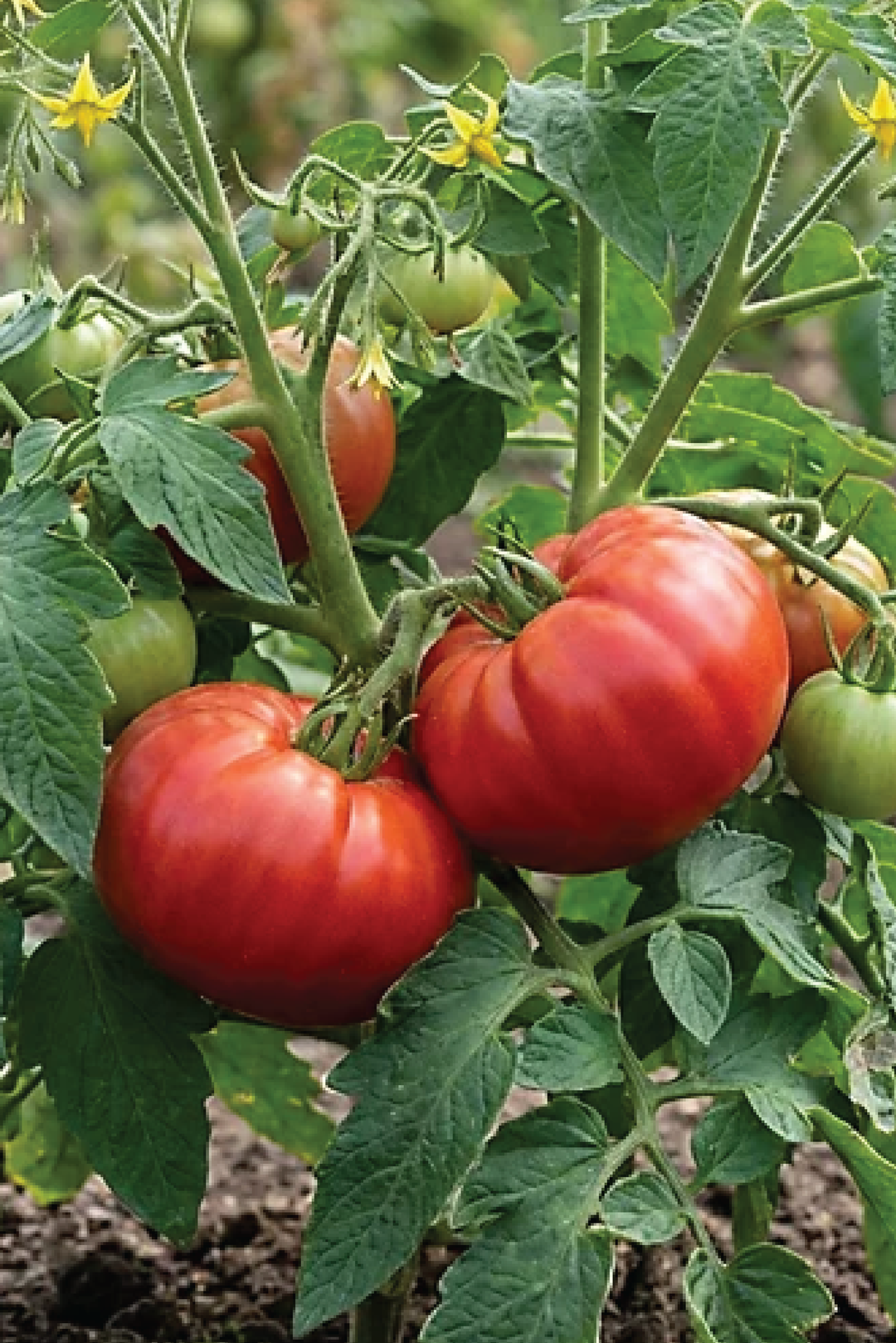 ORGANIC MOUNTAIN TOMATO SEEDLING