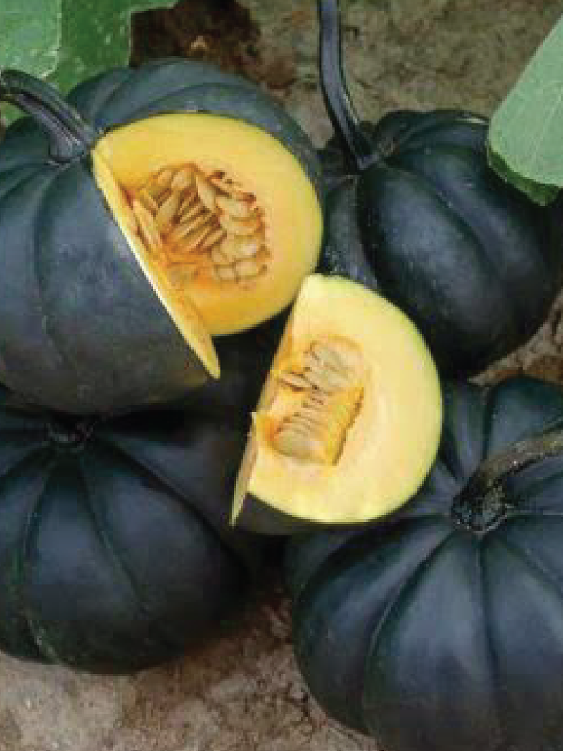 ORGANIC LAMIA BLACK KAT PUMPKIN SEEDLING <br> شتلات قرع لمياء العسلي العضوية