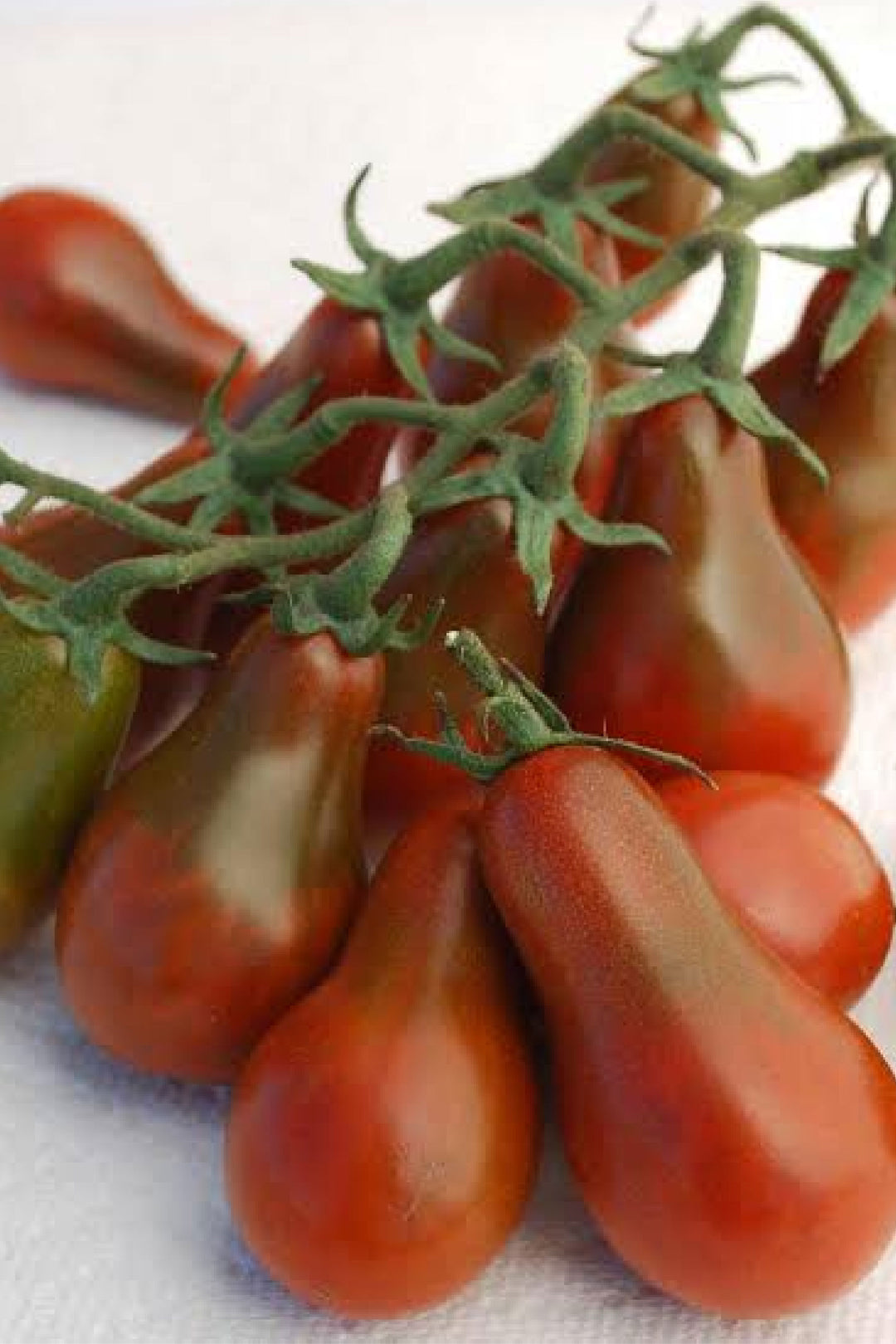 ORGANIC MIDNIGHT CHOCOLATE PEAR TOMATO SEEDLING   شتلات الطماطم ميدنايت شوكليت بير العضوية