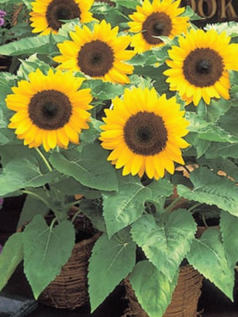 SUNFLOWER DWARF SUNSPOT SEEDLING <br>شتلات دوار الشمس القزمي