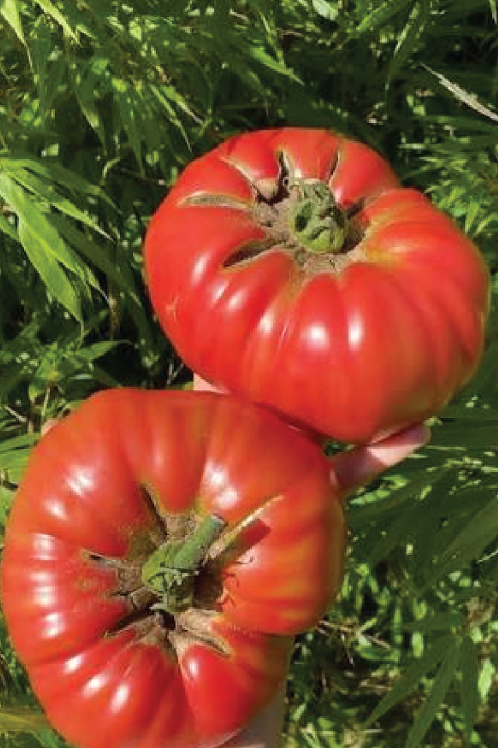 ORGANIC MOUNTAIN TOMATO SEEDLING