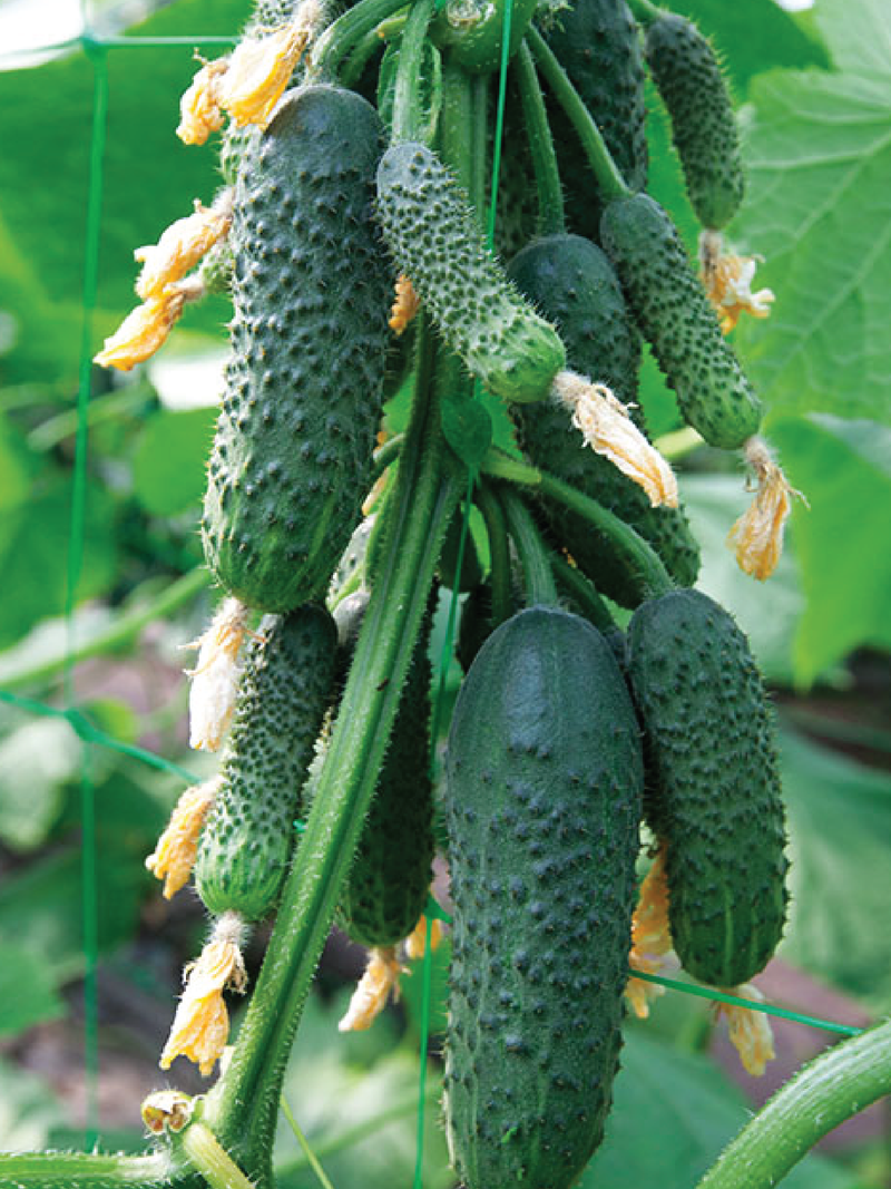 PICKLING CUCUMBER SEEDS <br> بذور خيار المخلل