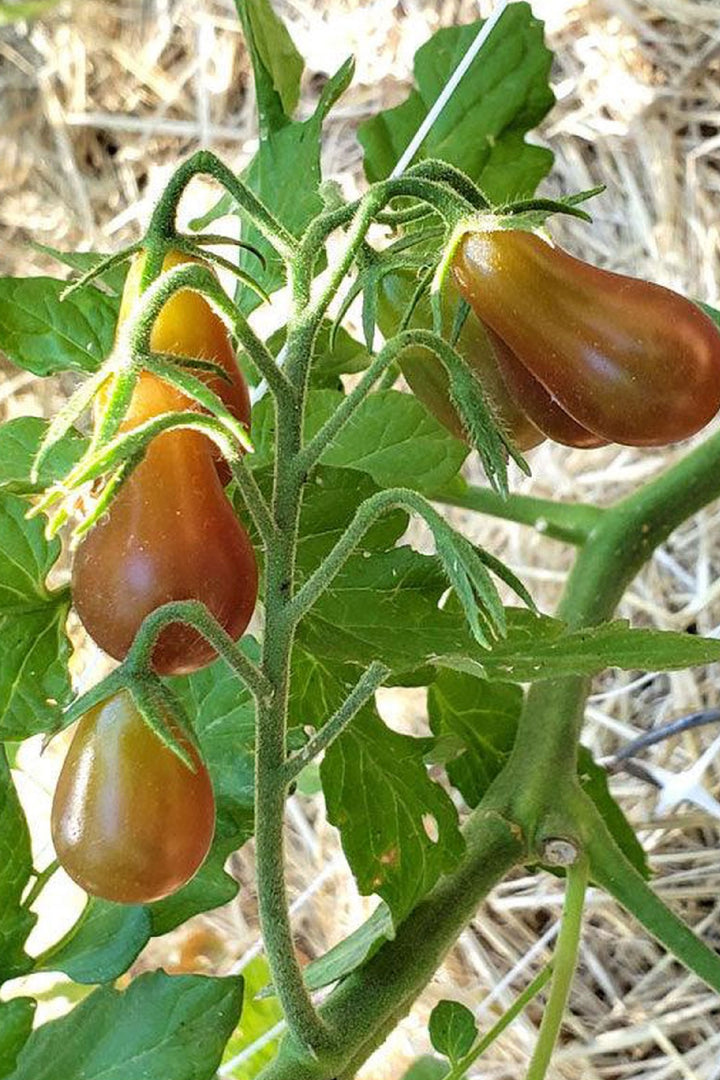 ORGANIC MIDNIGHT CHOCOLATE PEAR TOMATO SEEDLING   شتلات الطماطم ميدنايت شوكليت بير العضوية