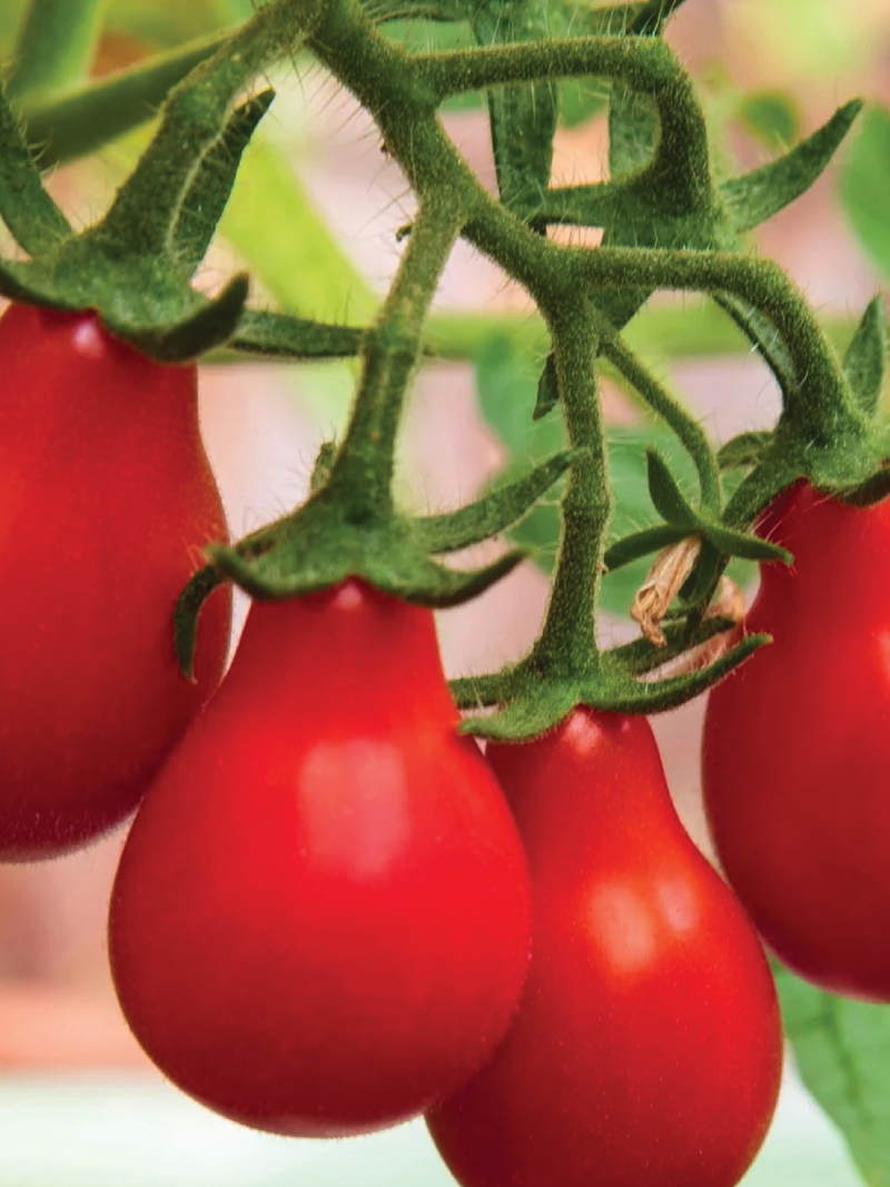 ORGANIC RED PEAR TOMATO SEEDLING <br> شتلات الطماطم الكمثري الأحمر العضوية