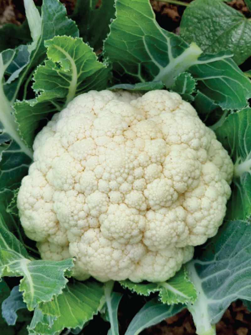 ORGANIC CAULIFLOWER SEEDLING