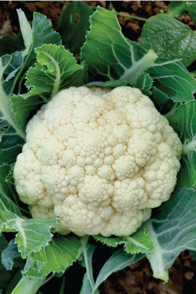 CAULIFLOWER SEEDS