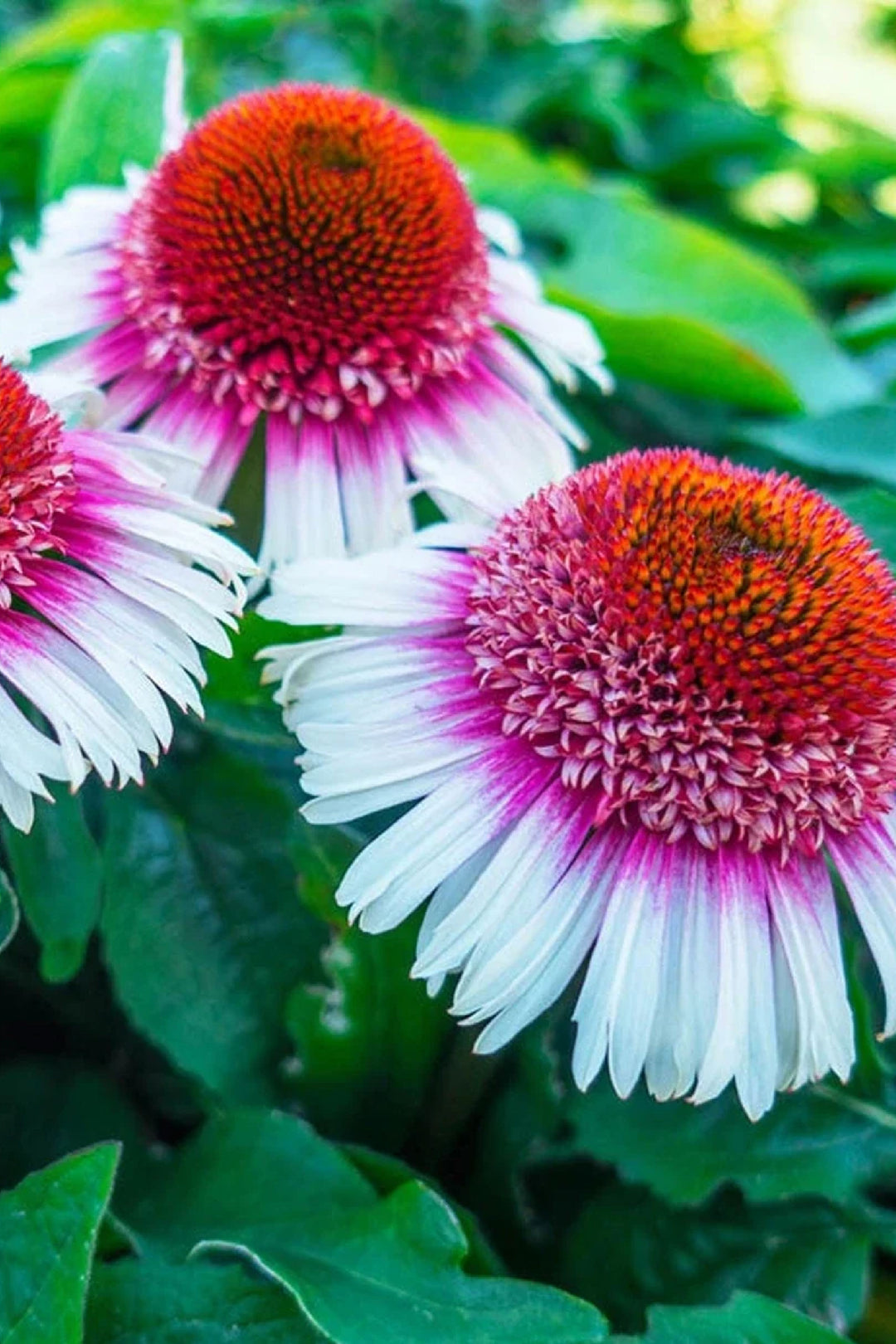 ORGANIC STRAWBERRY AND CREAM ECHINACEA SEEDLING     شتلات زهور الأكنيشيا ستروبري آند كريم العضوية