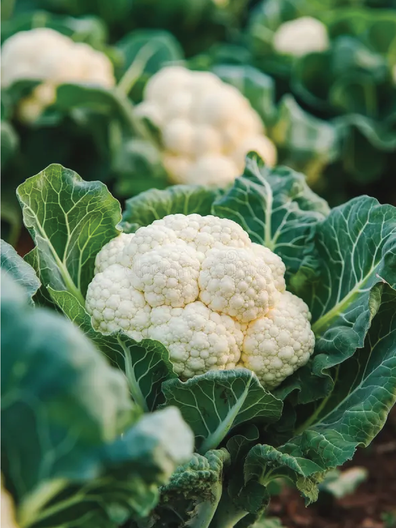 CAULIFLOWER SEEDS <br> بذور القرنبيط