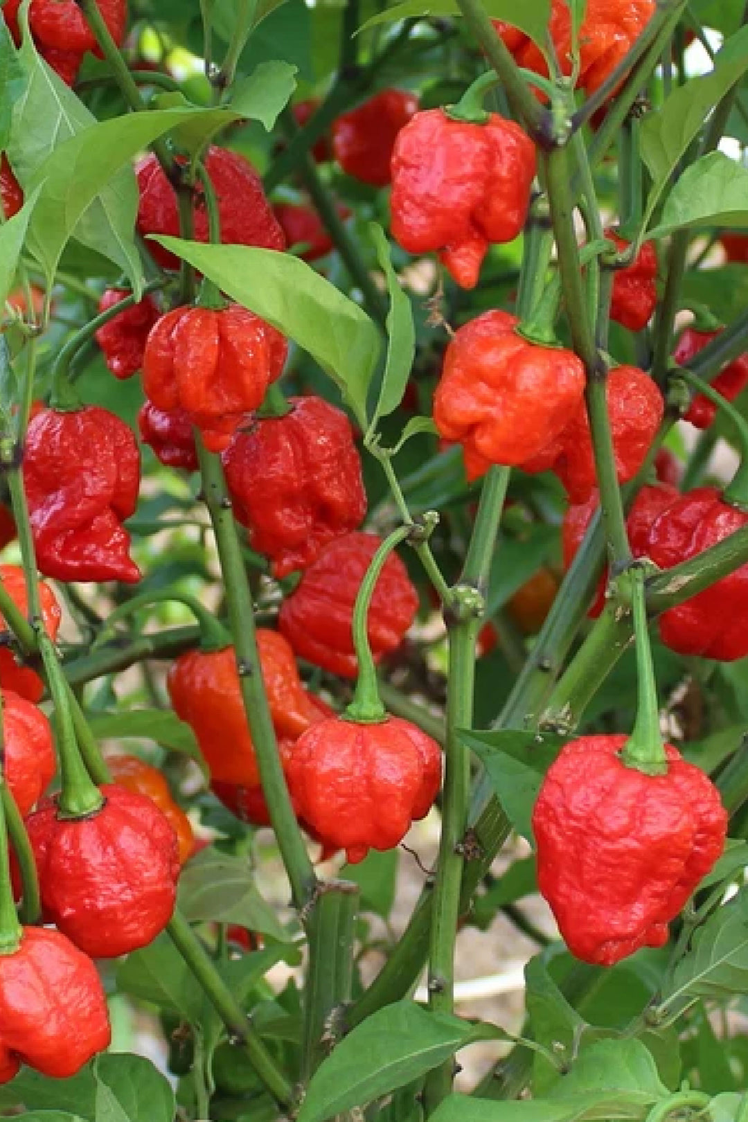 Organic Red Scorpion Pepper seedling    شتلة فلفل ريد سكوربيون العضوي
