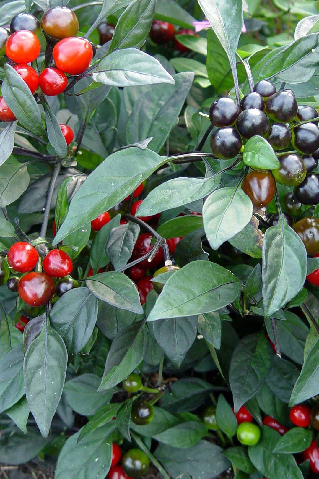 Organic Black Pearl chili seedling    شتلة فلفل بلاك بيرل العضوي