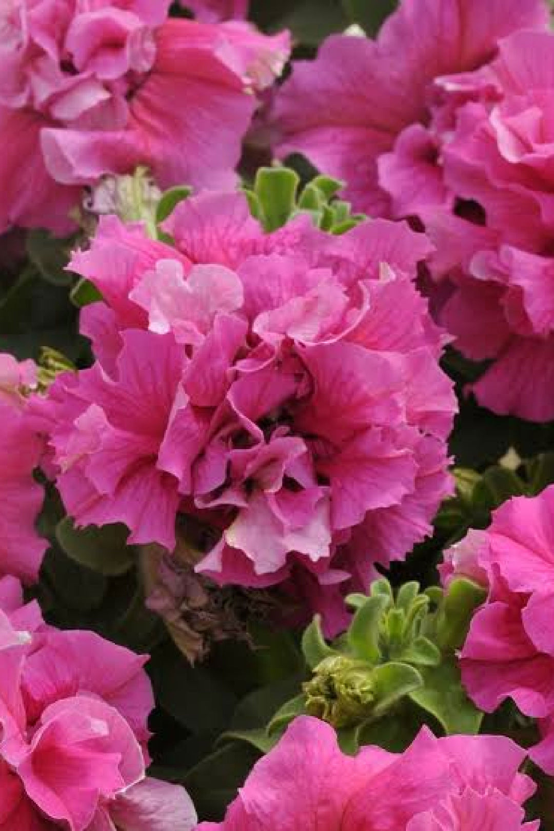 Petunia Double Cascade Pink seedling    شتلة زهور بيتونيا دبل كاسكيد بينك