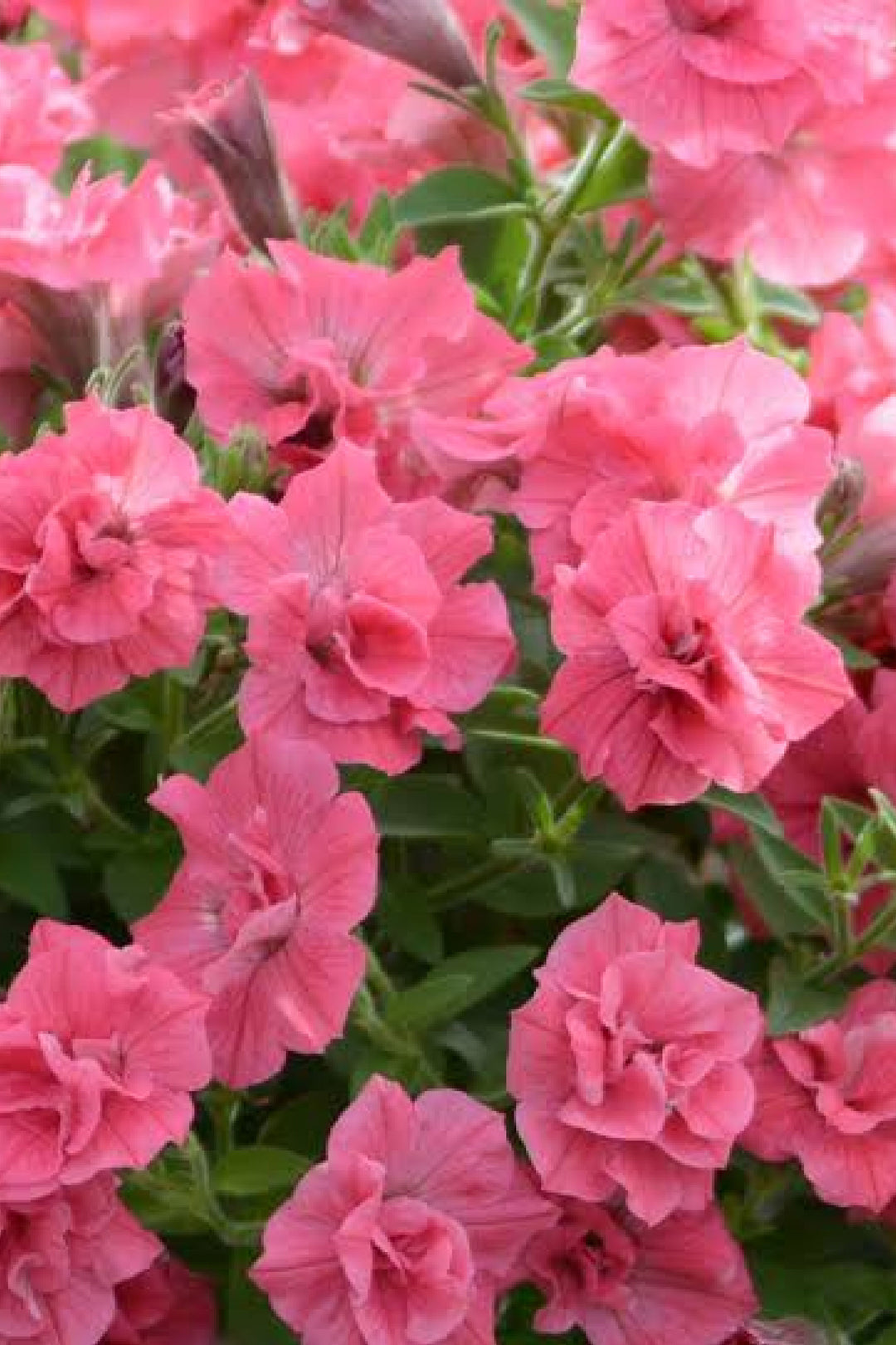 Petunia double madness - salmon seedling      شتلة زهور بيتونيا دبل مادنيس سالمون