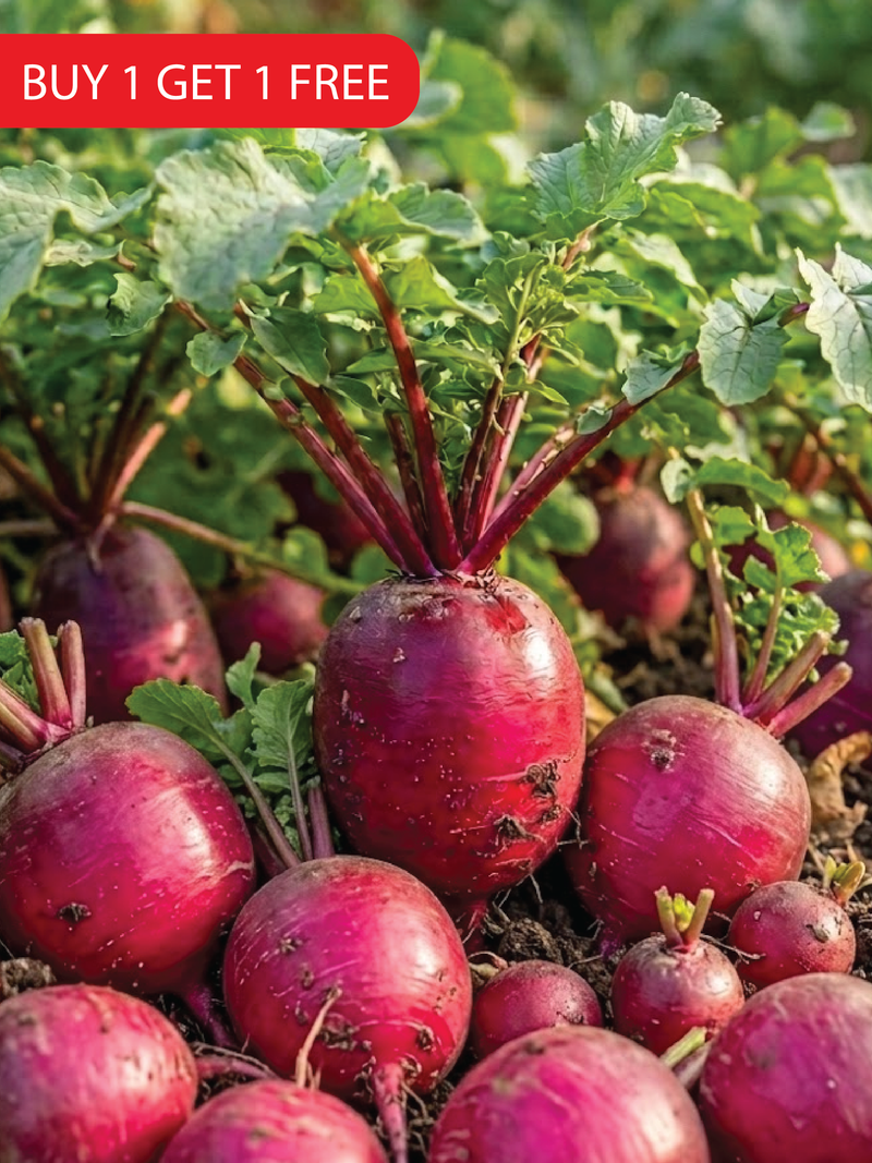 PINEAPPLE RADISH SEEDS <br> بذور فجل الأناناس
