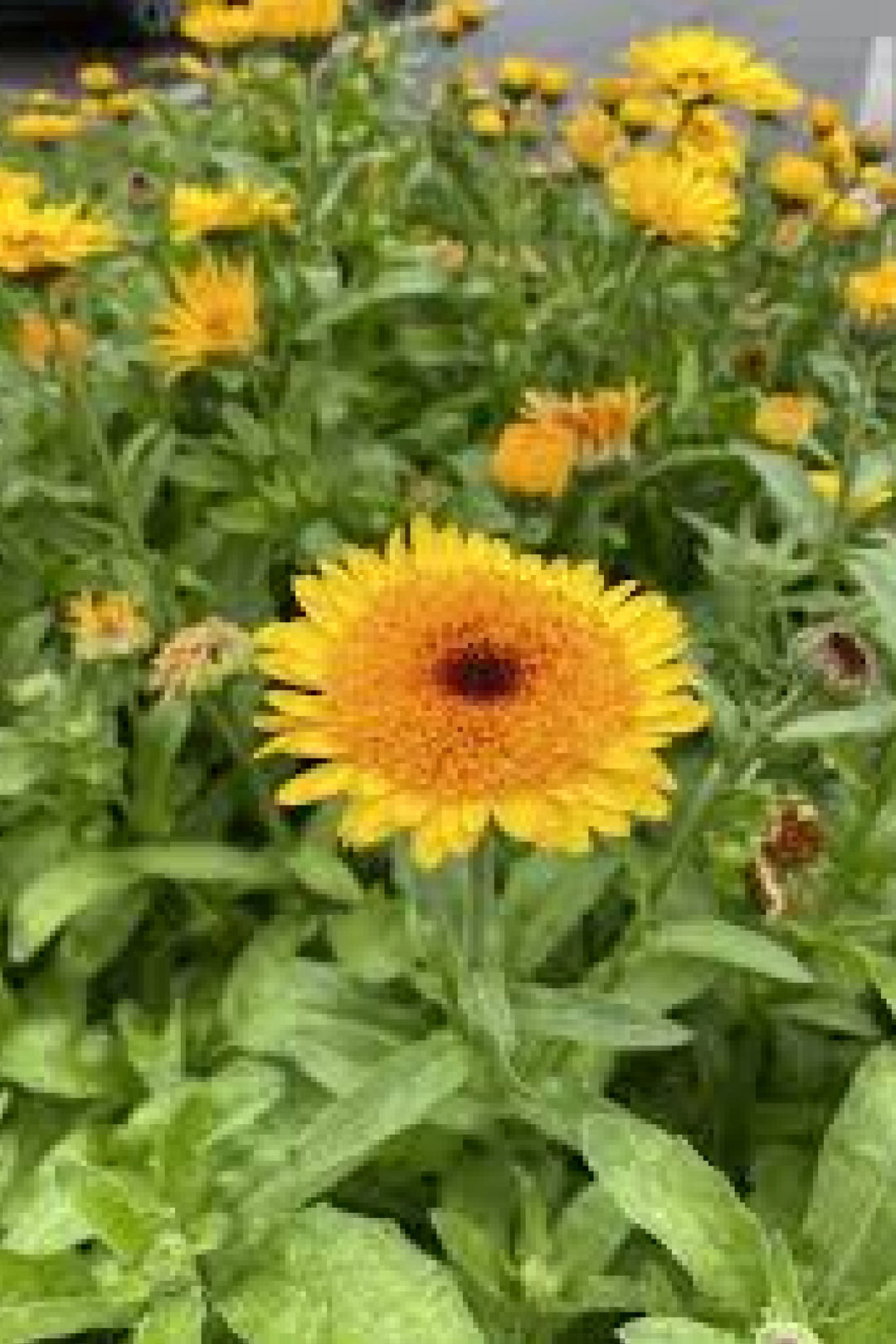 Organic Calendula crown yellow flower seedling    شتلة زهور كاليندولا كراون يلو العضوية
