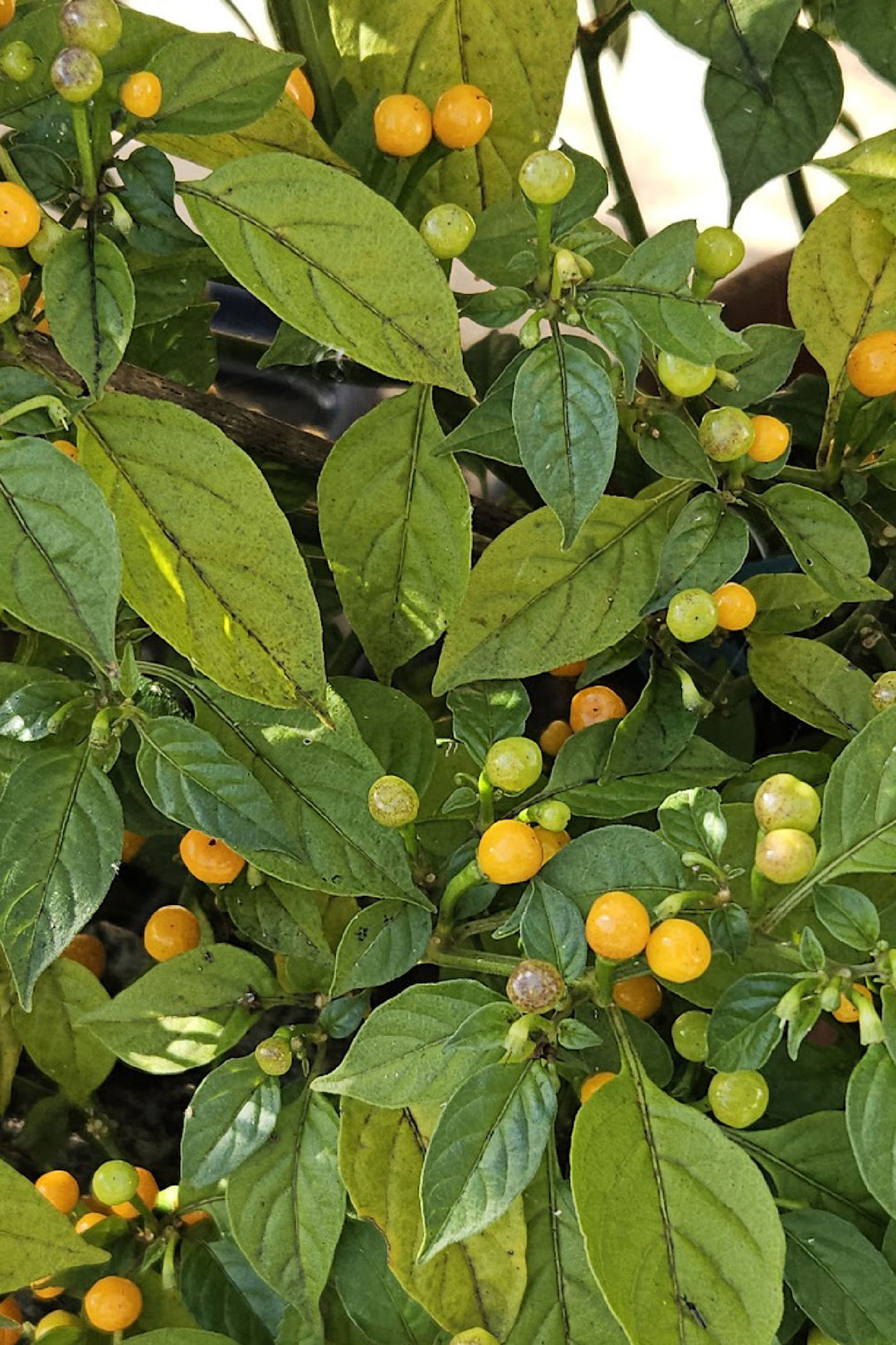 Organic Aji Charapita Pepper seedling    شتلة فلفل أجي تشارابيتا العضوي