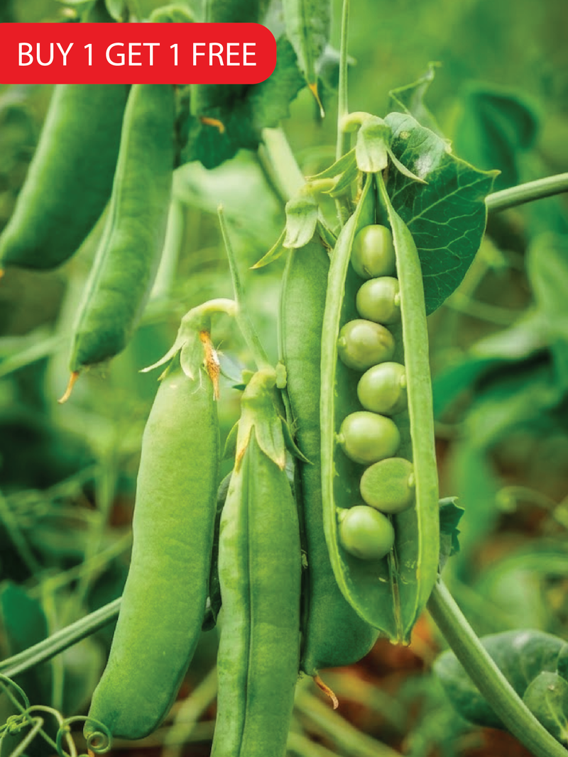 PEA SEEDS <br> بذور البازلاء