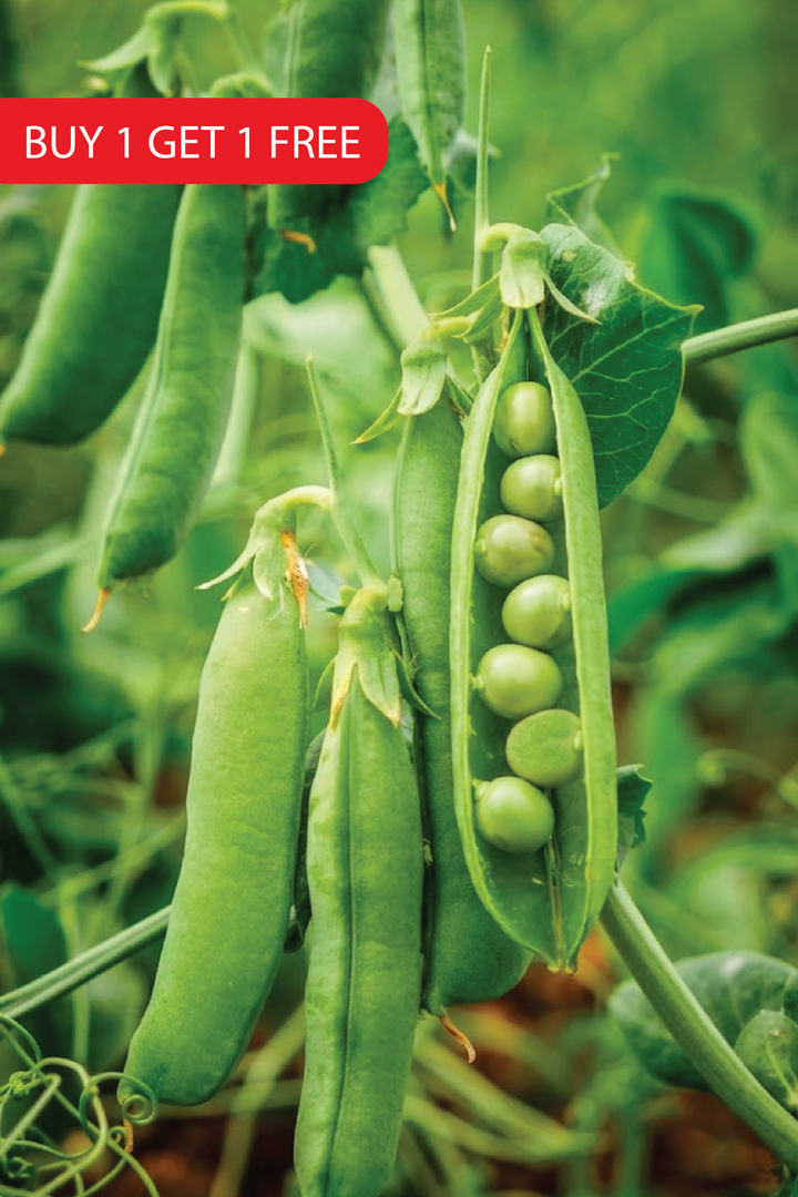 PEA SEEDS <br> بذور البازلاء