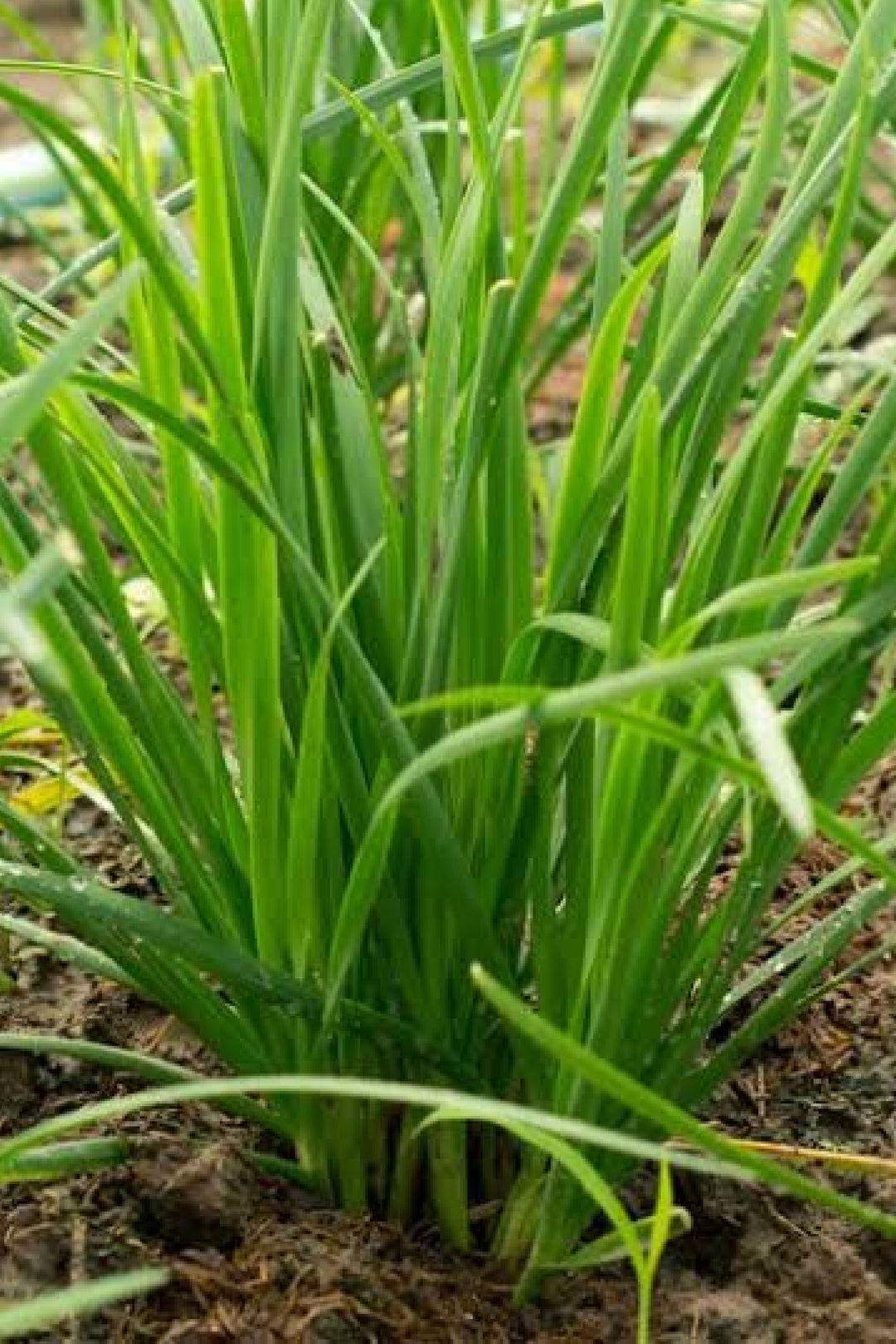 Organic chives seedling    شتلة الثوم المعمر عضوي