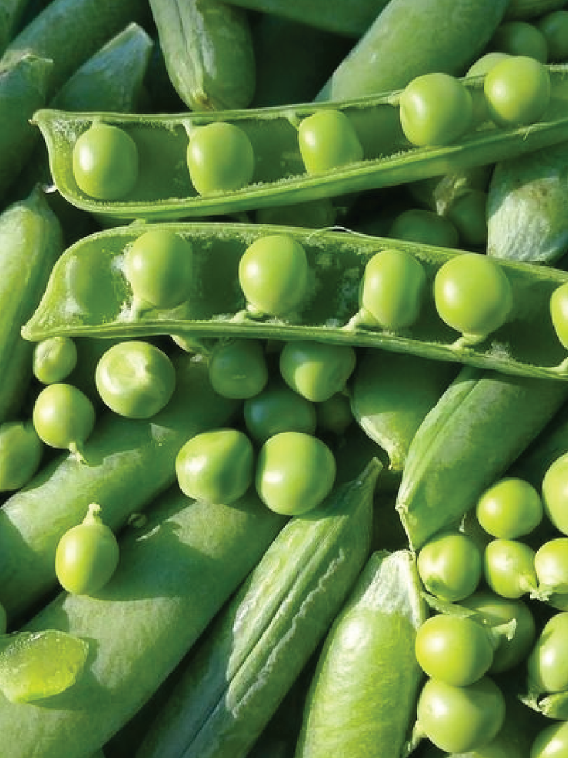 PEA SEEDS <br> بذور البازلاء