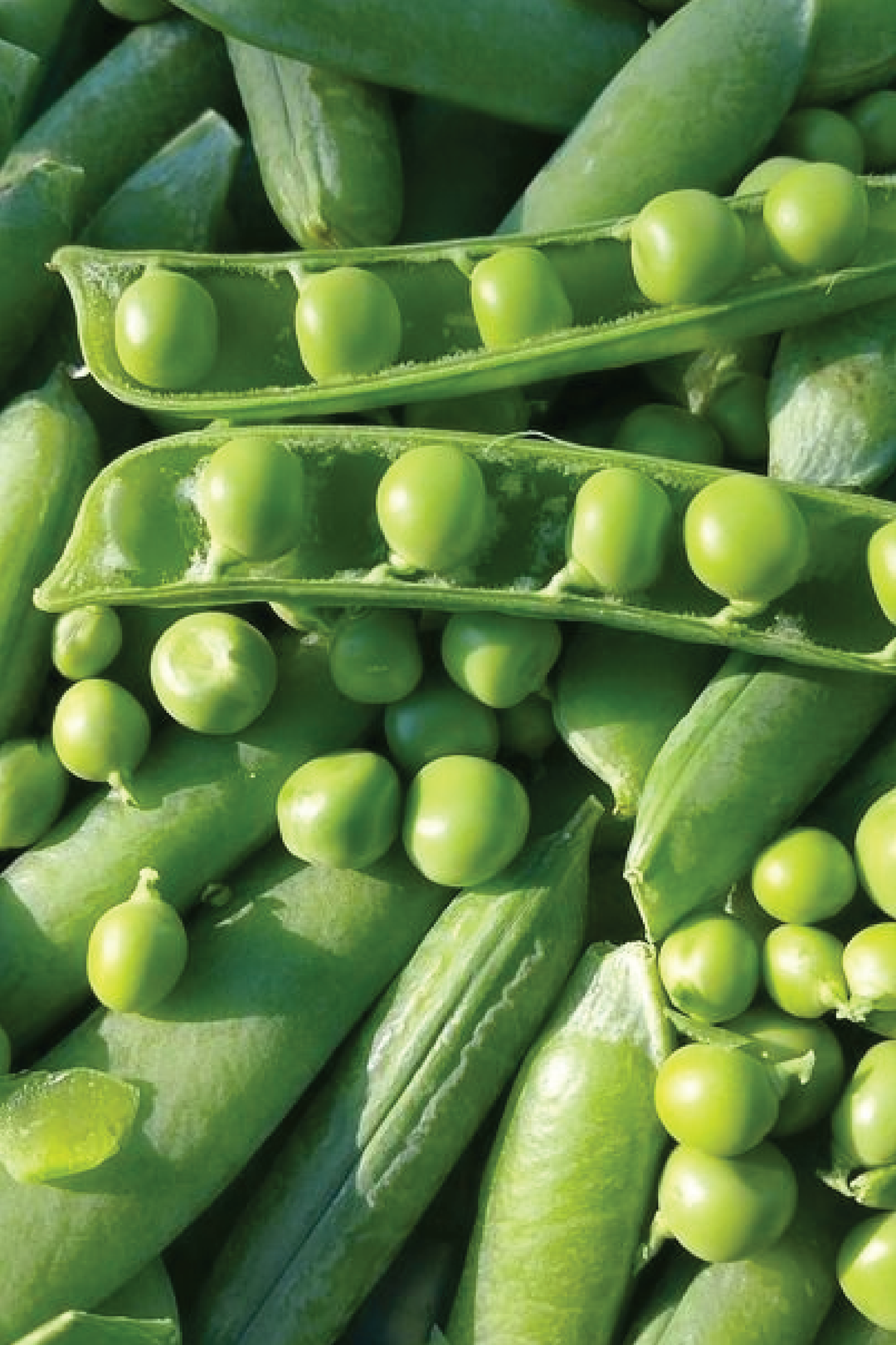 PEA SEEDS <br> بذور البازلاء