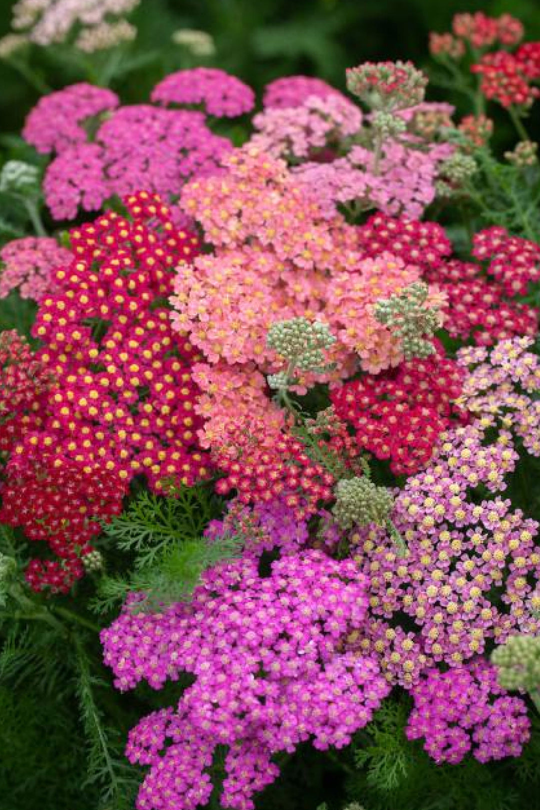 Organic Yarrow Burst Red Shades flower seedling    شتلة زهور أشيليا يارو ريد شيدز العضوية