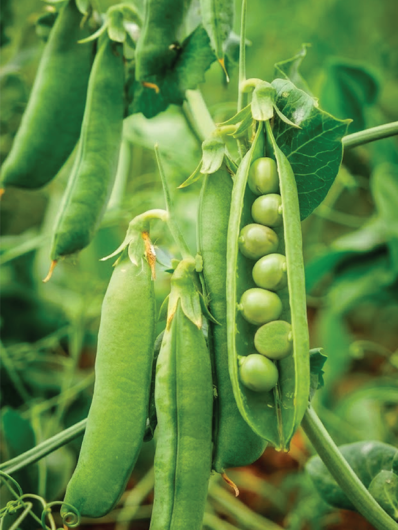 PEA SEEDS