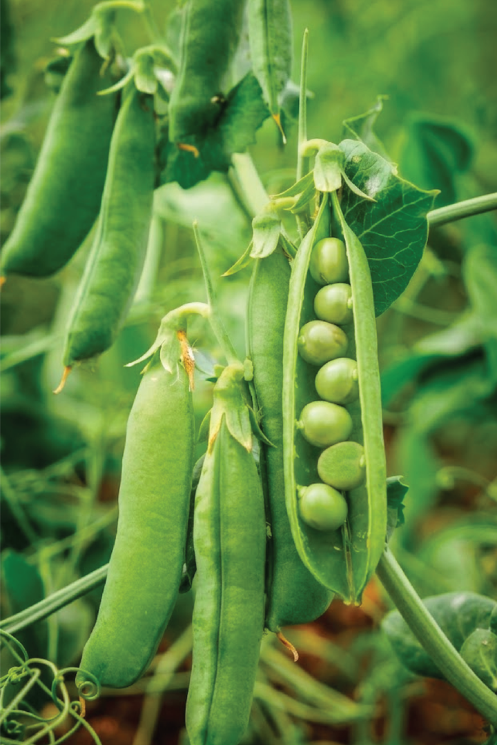 PEA SEEDS <br> بذور البازلاء