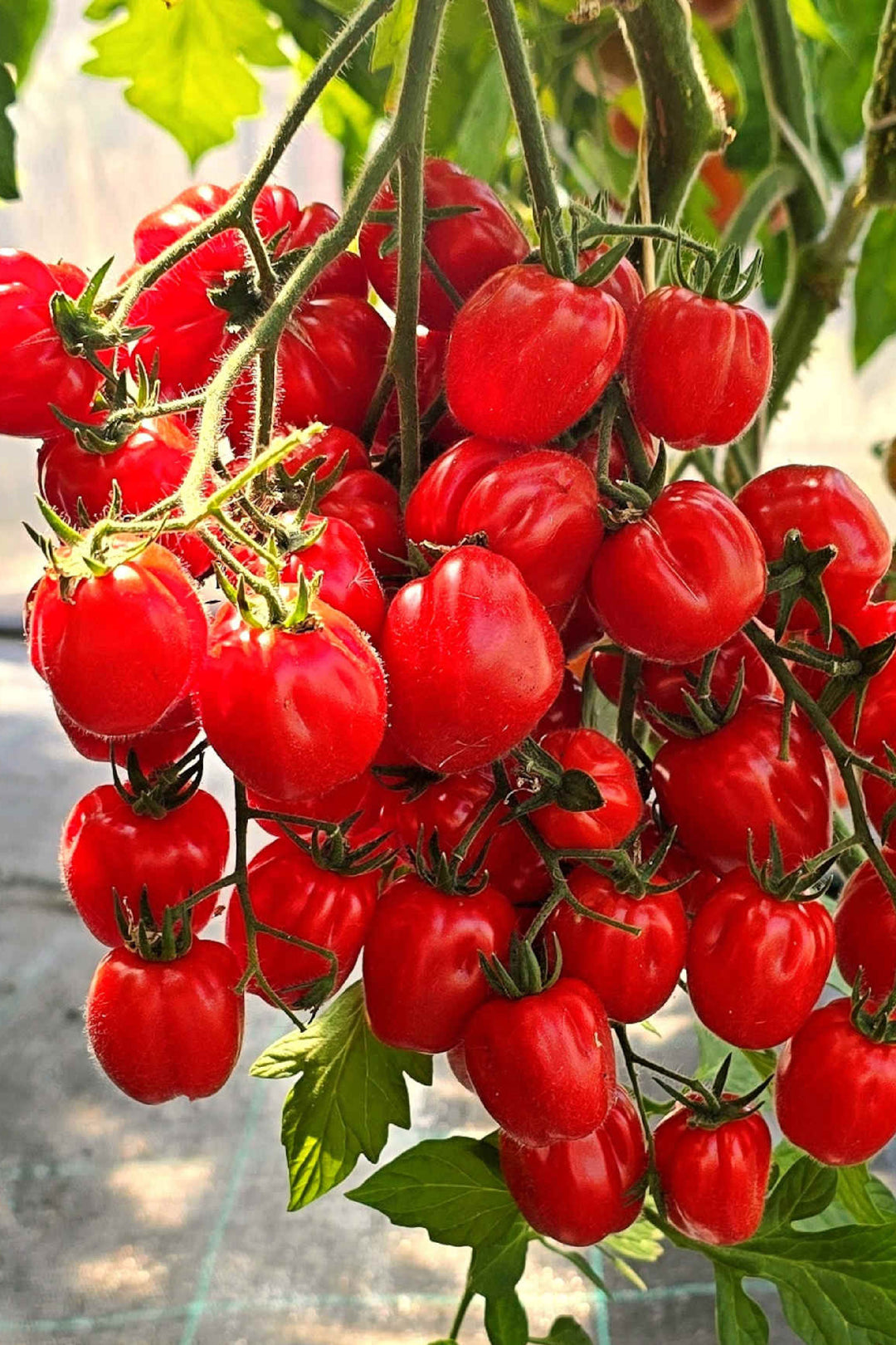 ORGANIC ACCORDION CHERRY TOMATO SEEDLING    شتلات الطماطم الشيري أكورديون العضوية