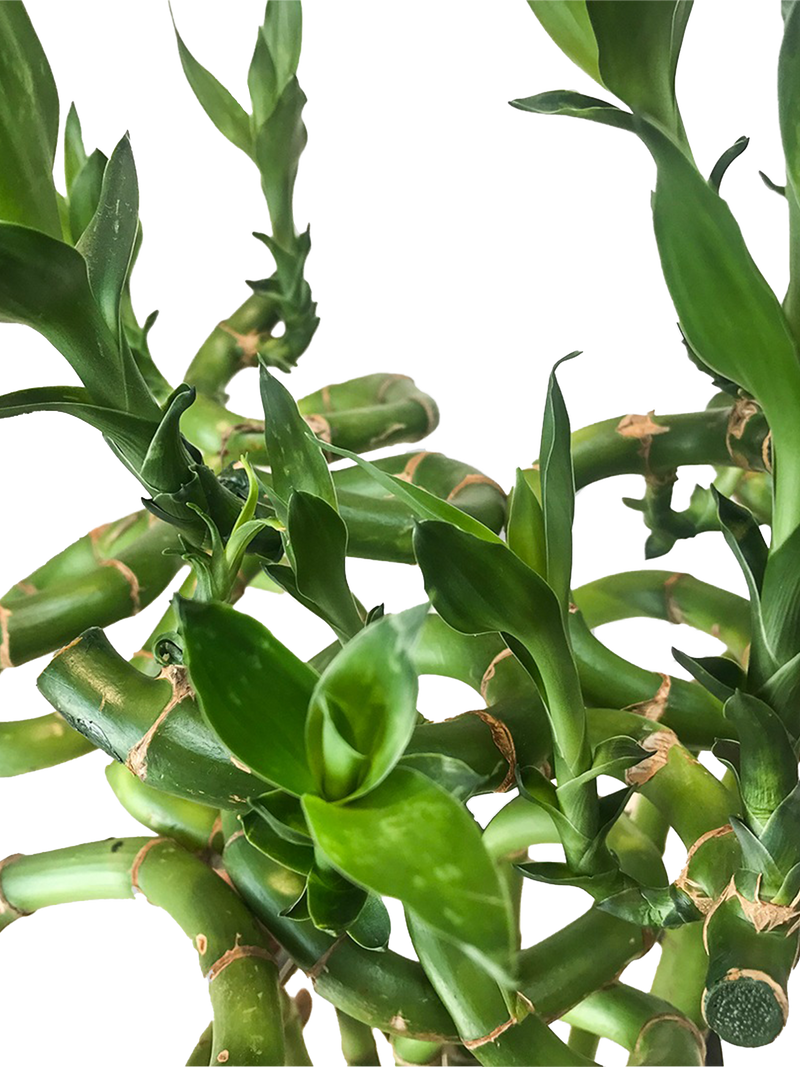Lucky Bamboo