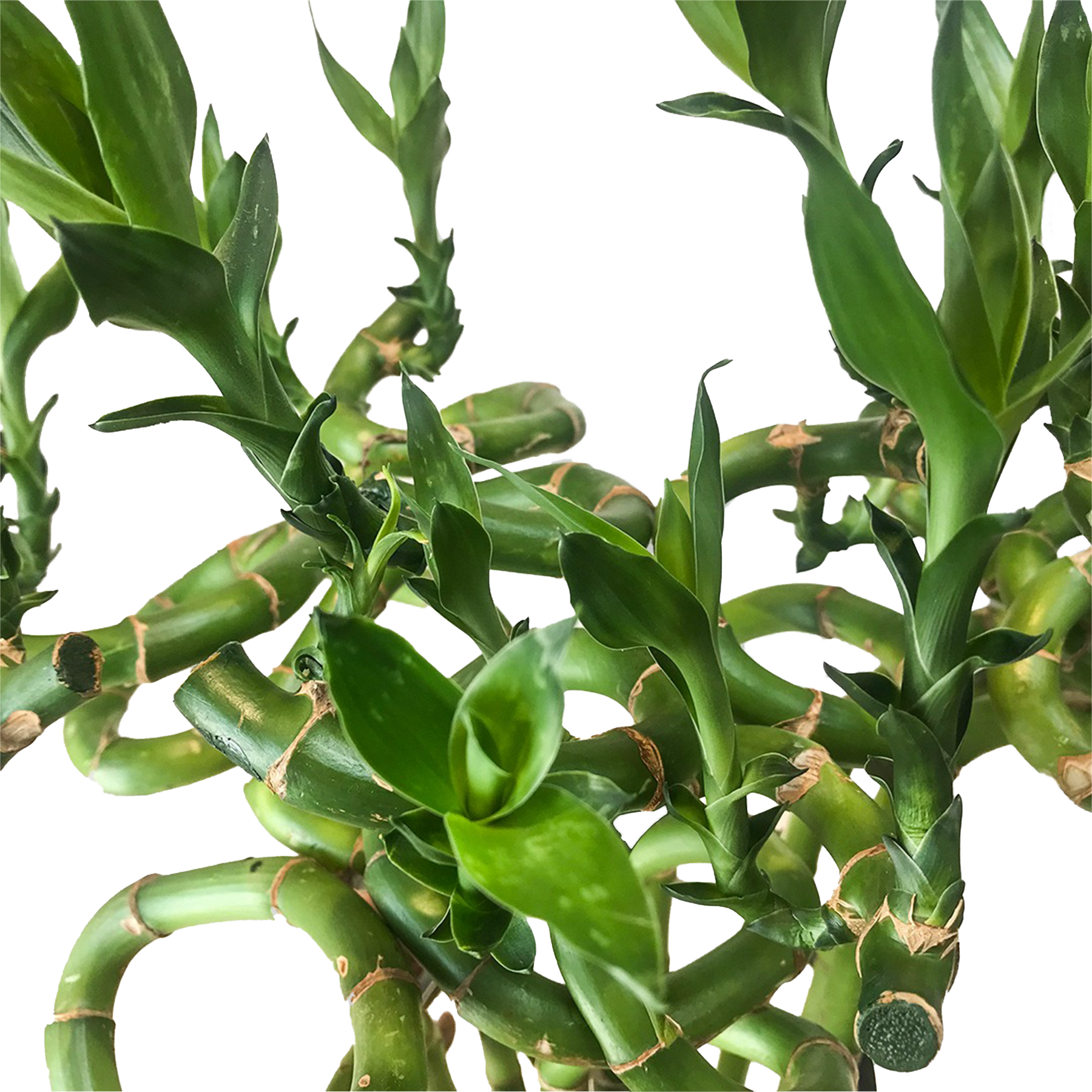 spiral indoor plant Lucky Bamboo