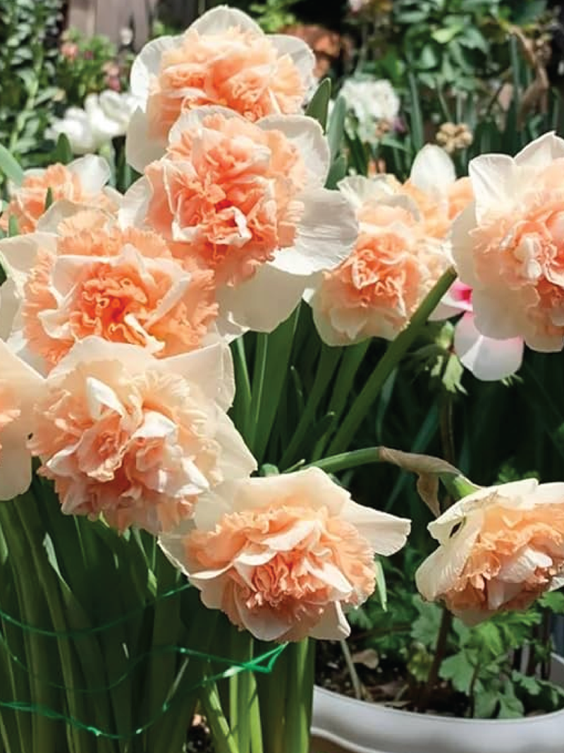 NARCISSUS DOUBLE FOUR FLOWER BULBS<br>أبصال النرجس الدبل بتيت فور