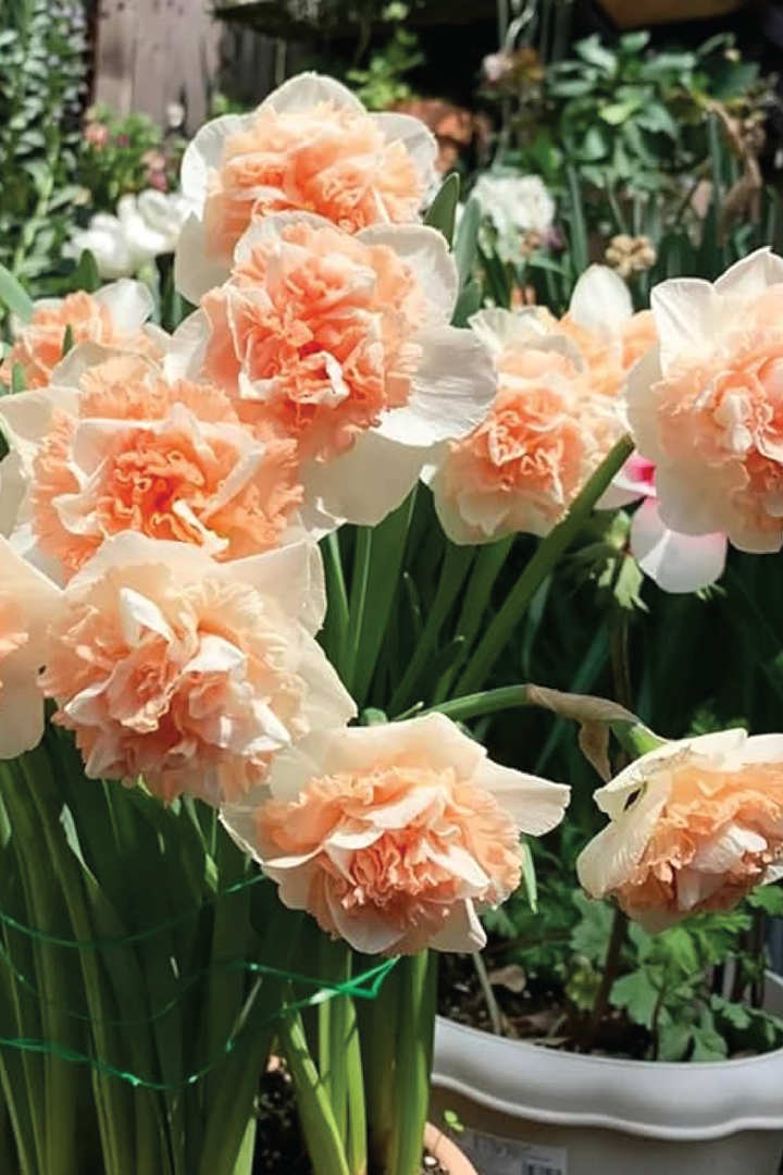 NARCISSUS DOUBLE FOUR FLOWER BULBS<br>أبصال النرجس الدبل بتيت فور