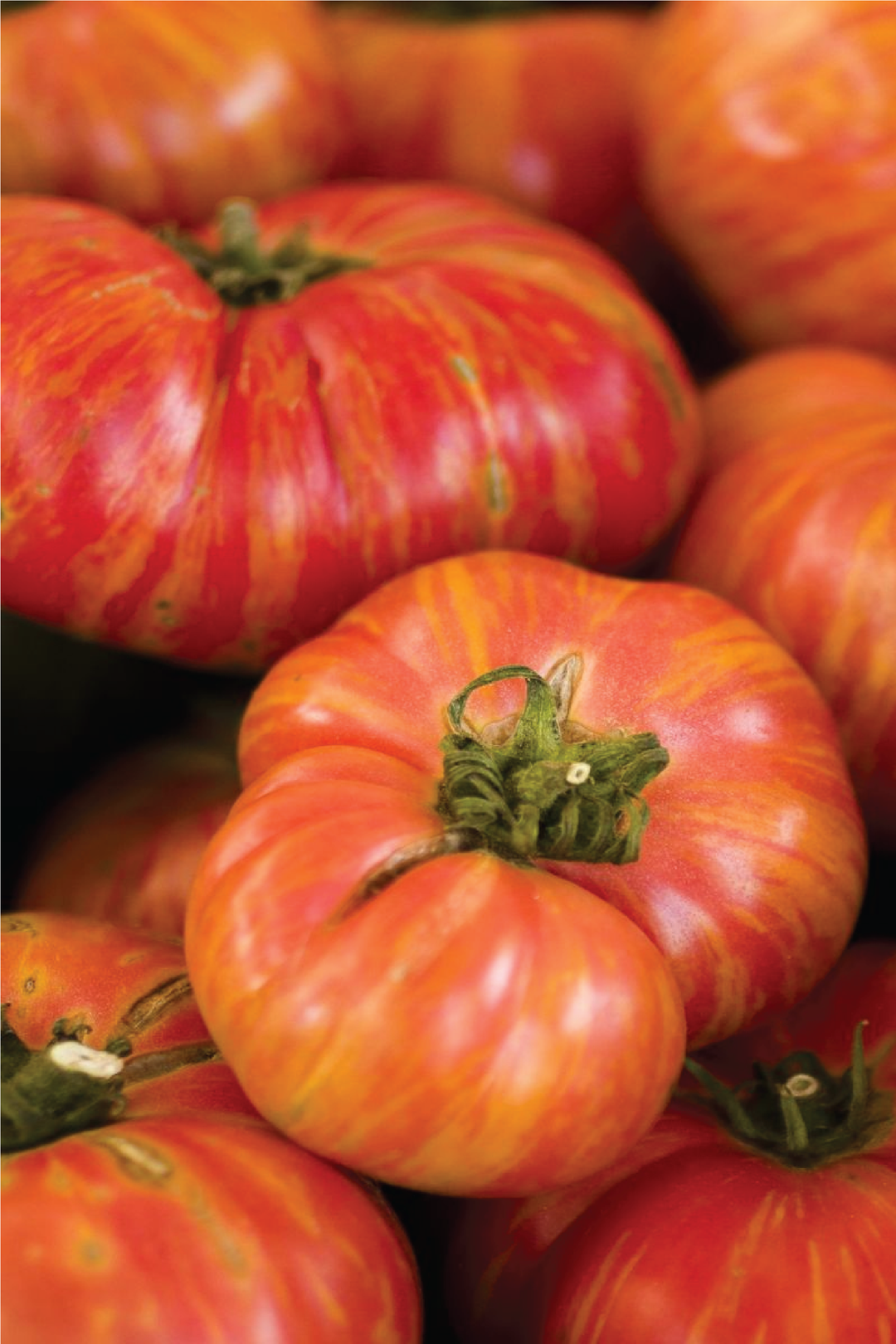 ORGANIC BIG RAINBOW TOMATO SEEDLING <br> شتلات الطماطم بيج رينبو العضوية