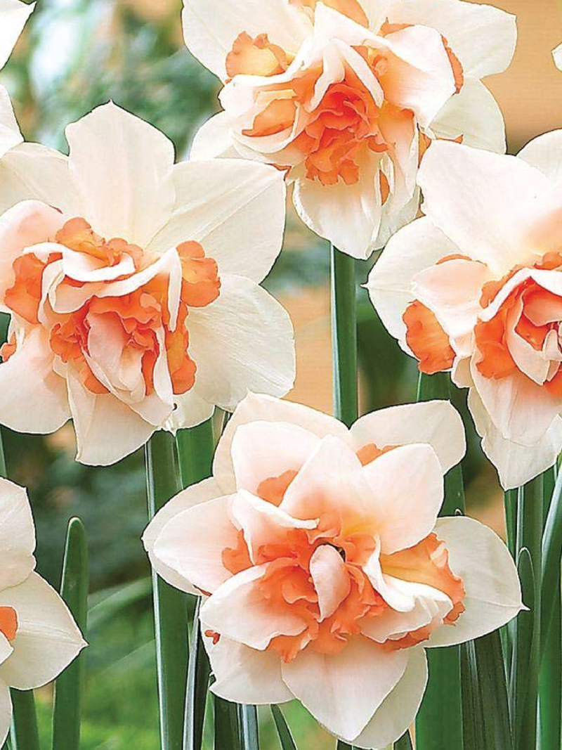 NARCISSUS DOUBLE FOUR FLOWER BULBS<br>أبصال النرجس الدبل بتيت فور