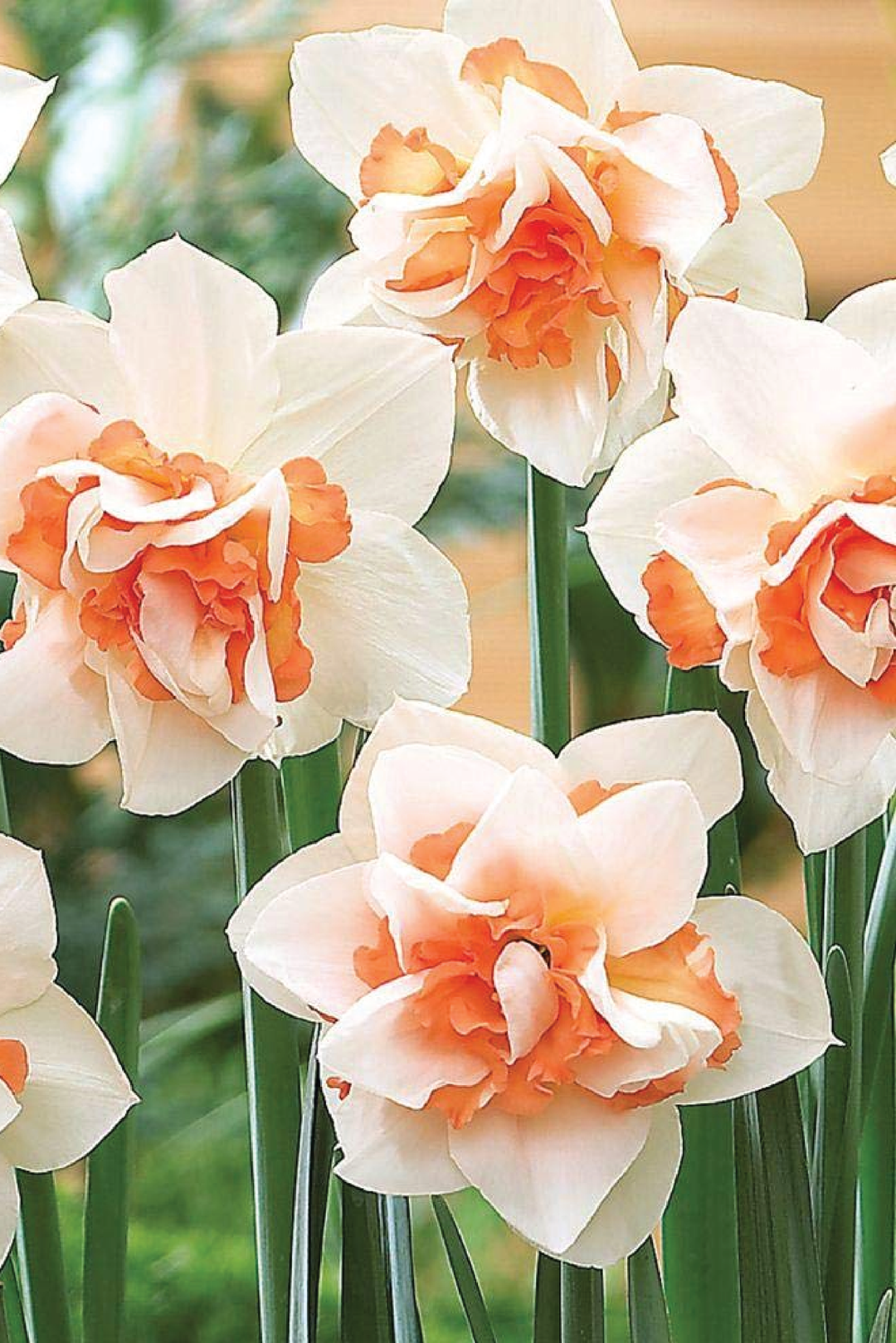 NARCISSUS DOUBLE FOUR FLOWER BULBS<br>أبصال النرجس الدبل بتيت فور