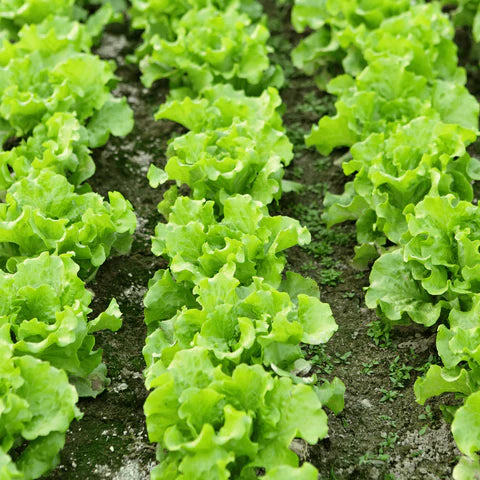 LETTUCE SEEDLING<br>شتلات الخس