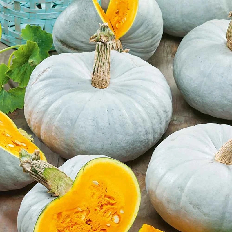 ORGANIC SILVER SUGAR CHESTNUT PUMPKIN SEEDLING