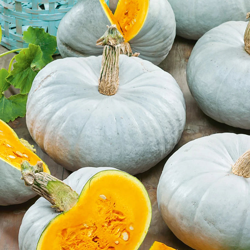 ORGANIC SILVER SUGAR CHESTNUT PUMPKIN SEEDLING