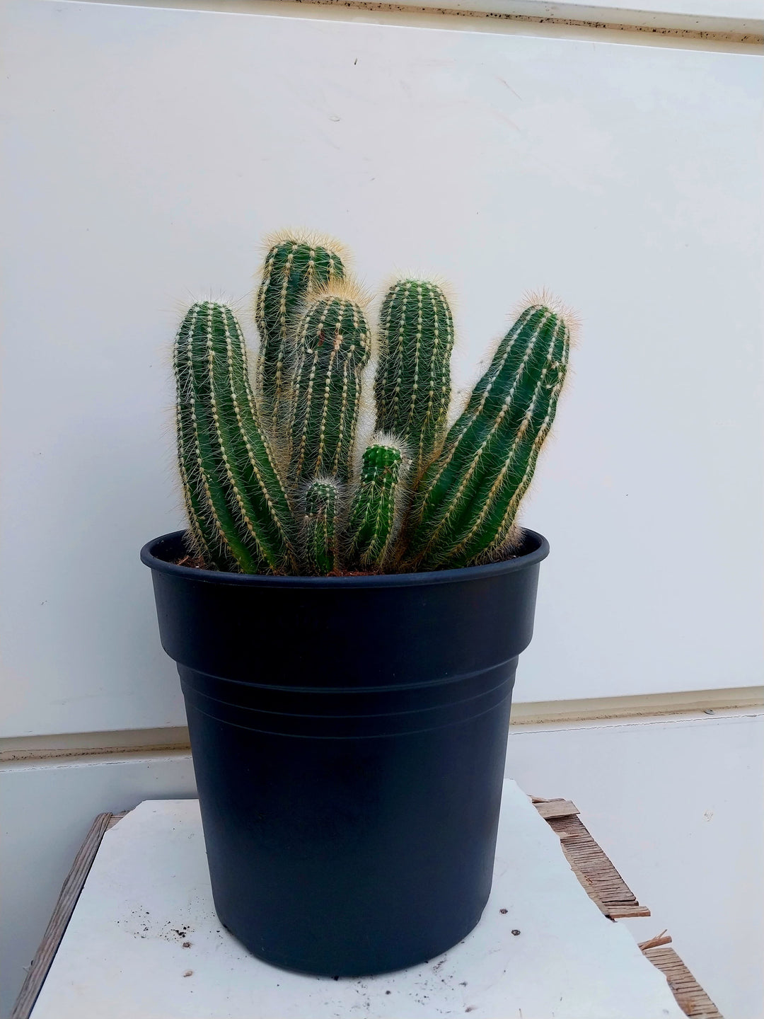 PILOSOCEREUS ODILENSIS (CACTUS PLANT)