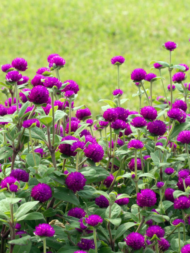 GOMPHRENA SEEDS <br>بذور زهور الجومفرينا