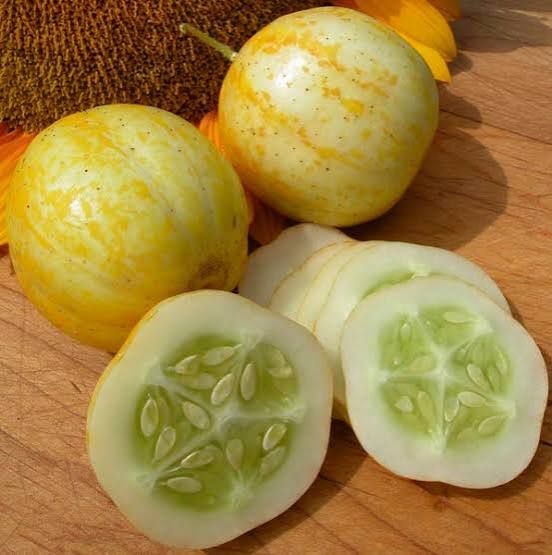 ORGANIC LEMON CUCUMBER SEEDLING <br> شتلات الخيار والليموني العضوية