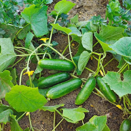 ORGANIC CUCUMBER SEEDLING <br> شتلات الخيار العضوية