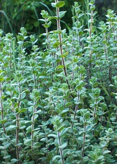 ORGANIC LABANESE ZAATAR SEEDLINGS