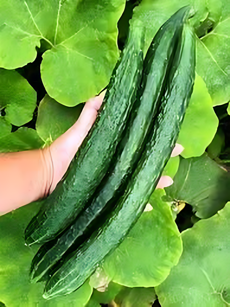 ORGANIC JAPANESE CUCUMBER SEEDLING <br>شتلات الخيار الياباني العضوية