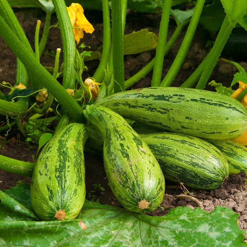 ORGANIC CASERTA ZUCCHINI SEEDLING <br>شتلات كوسا كاسيرتا العضوية